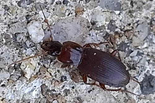 Platyderus depressus